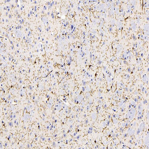 Anti -Iba1 Mouse mAb